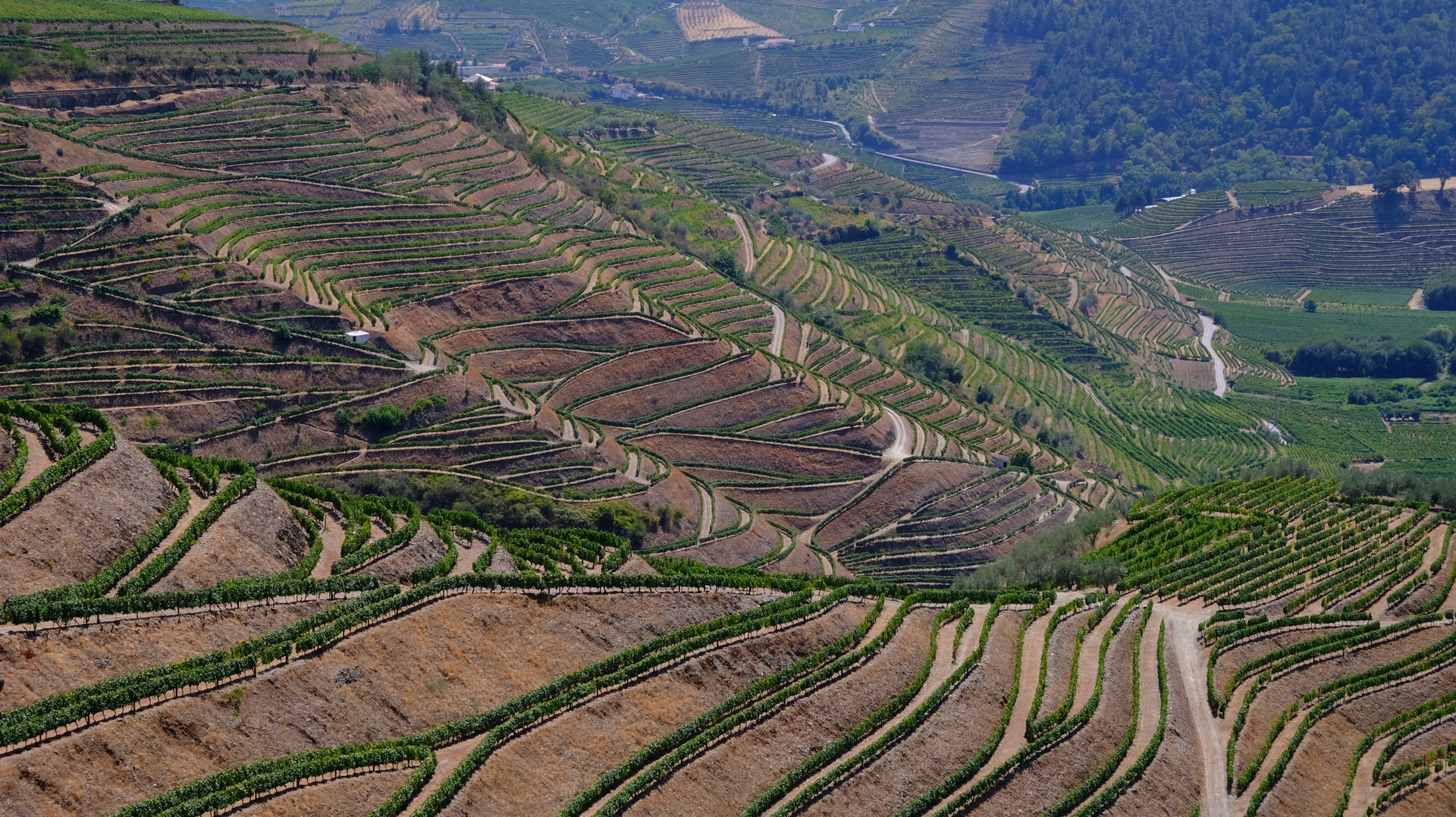 Reportaje Fotografico Vinoking